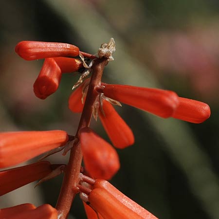 Macro 05